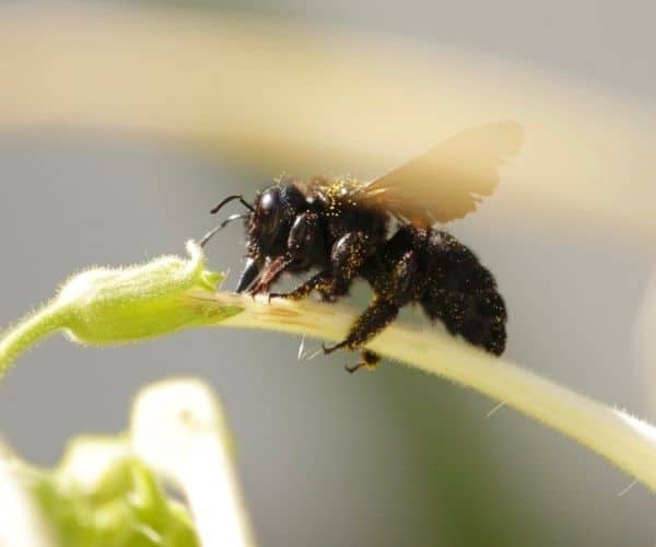 Carpenter Bee in Illinois